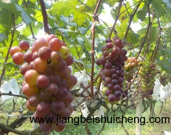 【走遍中國(guó)•景點(diǎn)篇】新疆•葡萄王樹(shù) 【走遍中國(guó)•景點(diǎn)篇】新疆•葡萄王樹(shù)